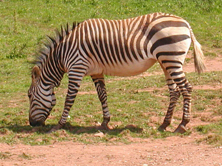 zebra