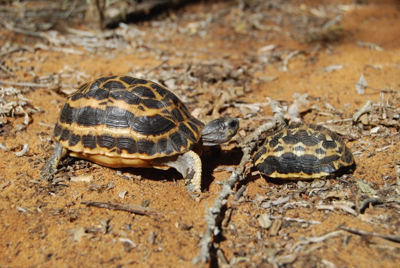 żółw pajęczynowy (c) WWF Madagascar