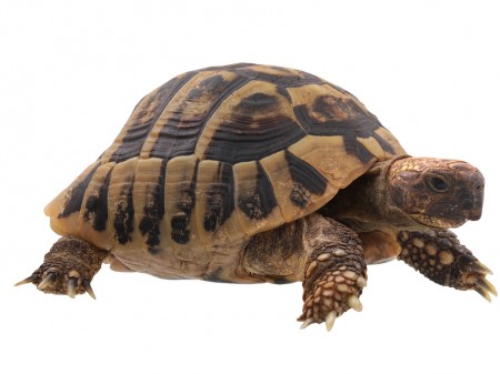 Żółw stepowy, fot. Hammer CZ/Shutterstock