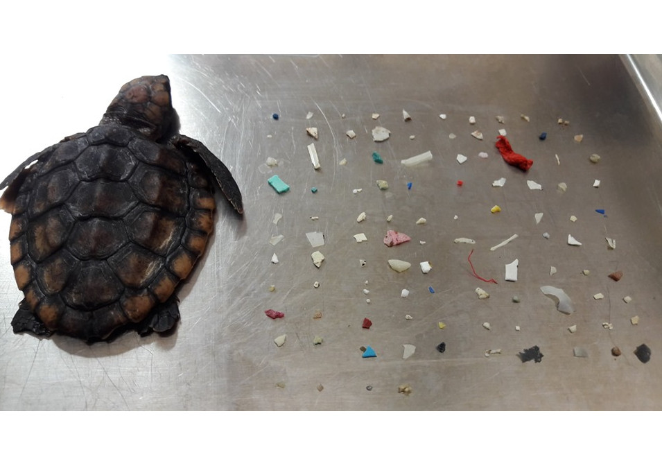 Gumbo Limbo Nature Center, Inc.