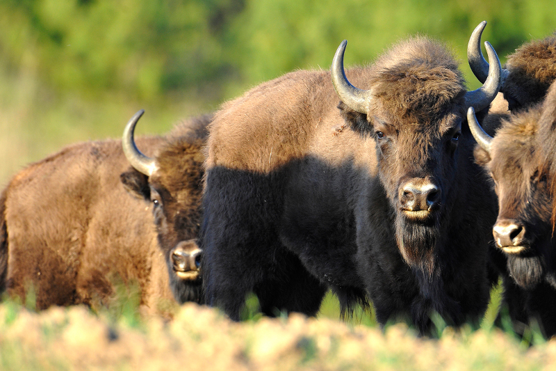 Fot.: Żubr (Cezary Korkosz)