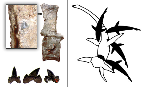 Fot.: Zęby znalezione w kościach plezjozaura (Kenshu Shimada/University of Chicago)