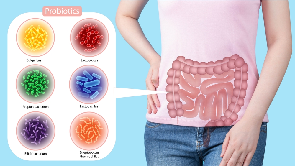 Schemat przedstawiający korzystne dla zdrowia bakterie zamieszkujące jelita (probiotyki). Fot. Orawan Pattarawimonchai/Shutterstock