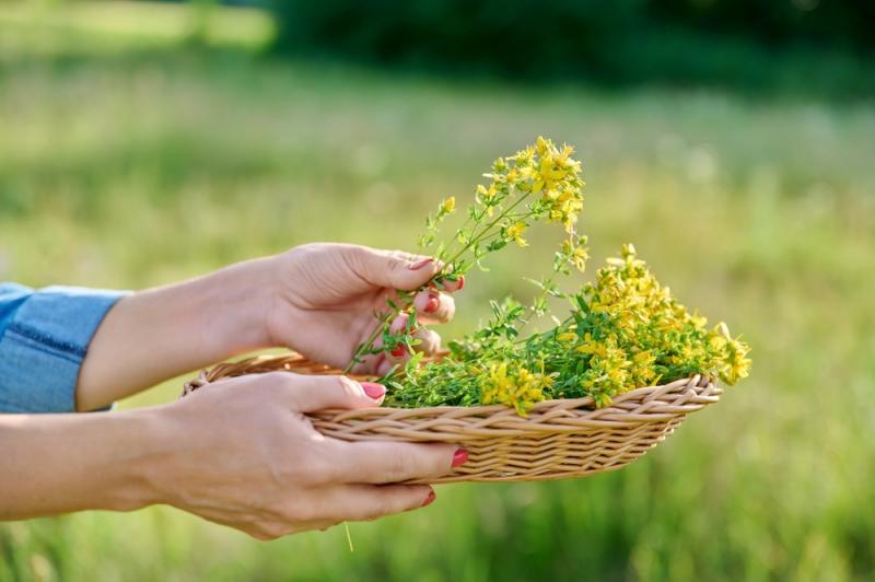 Dziurawiec wykazuje działanie fototoksyczne i obniża skuteczność niektórych leków, fot. VH-studio/Shutterstock