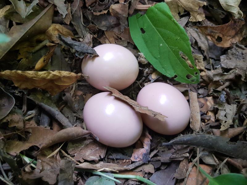 Jaja kusacza gatunku Crypturellus parvirostris. Fot. guentermanaus/Shutterstock