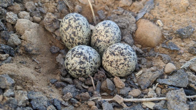 Nakrapiane jaja siewki złotej. Fot. Azay photography/Shutterstock