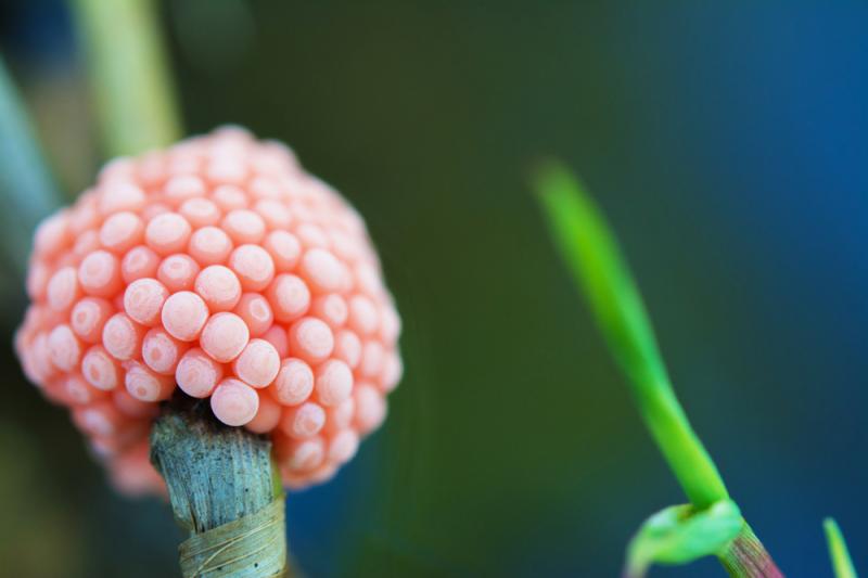 Jaja ślimaka gatunku Pomacea canaliculata. Fot. KRITSANA NOISAKUL/Shutterstock