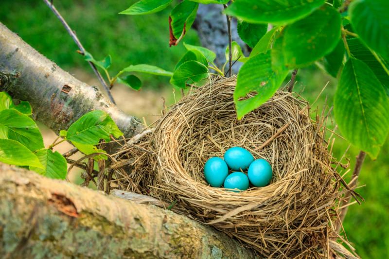Błękitne jaja drozda wędrownego. Fot. Alexey Stiop/Shutterstock