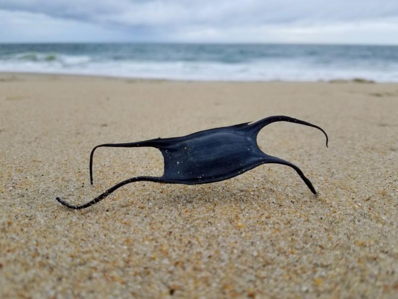 Wyrzucone na plażę jajo ogończy. Fot. Khairil Azhar Junos/Shutterstock