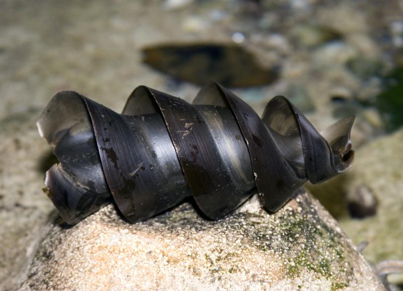 Jajo rekina rogatka. Fot. BMCL/Shutterstock