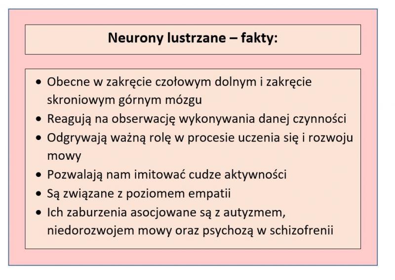 Tabela przedstawiająca fakty o neuronach lustrzanych; opracowanie własne