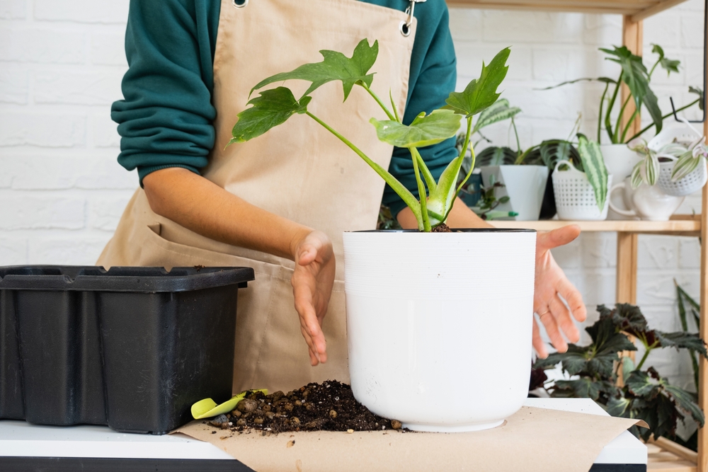 Rozmnażanie niektórych roślin może podlegać regulacjom prawnym, fot. Simol1407/Shutterstock