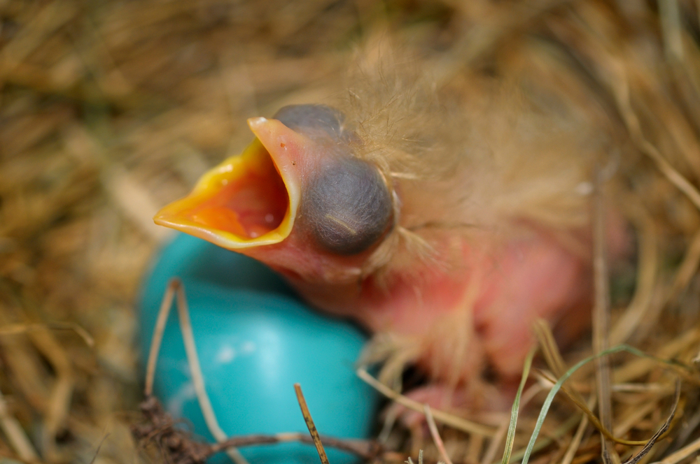 Pisklę i jajko drozda wędrownego. Fot. Reimar/Shutterstock