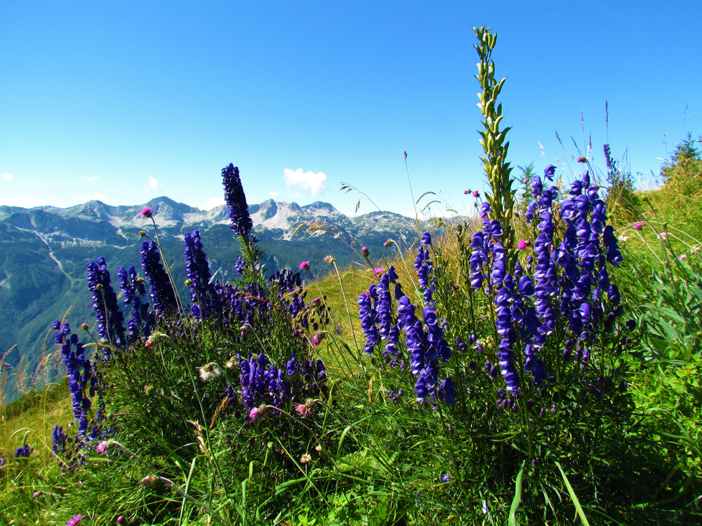 Piękne acz niebezpieczne tojady. Fot. kato08/Shutterstock