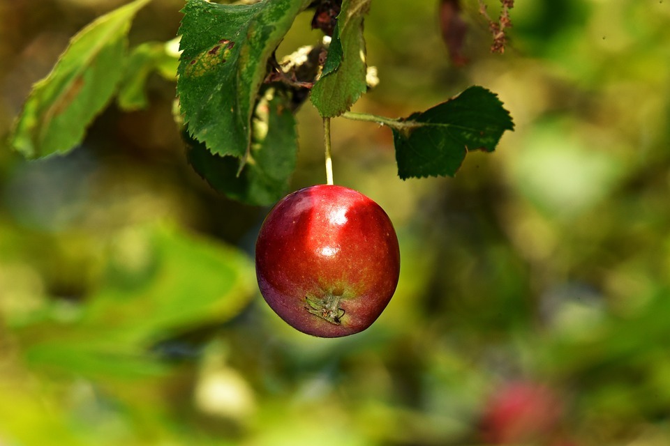 pixabay.com