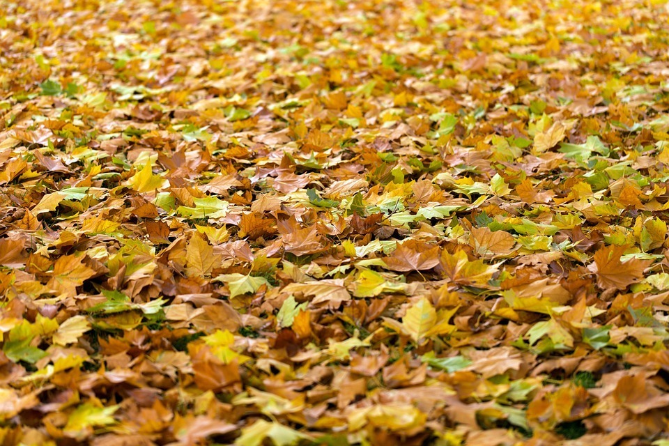 fot. pixabay.com