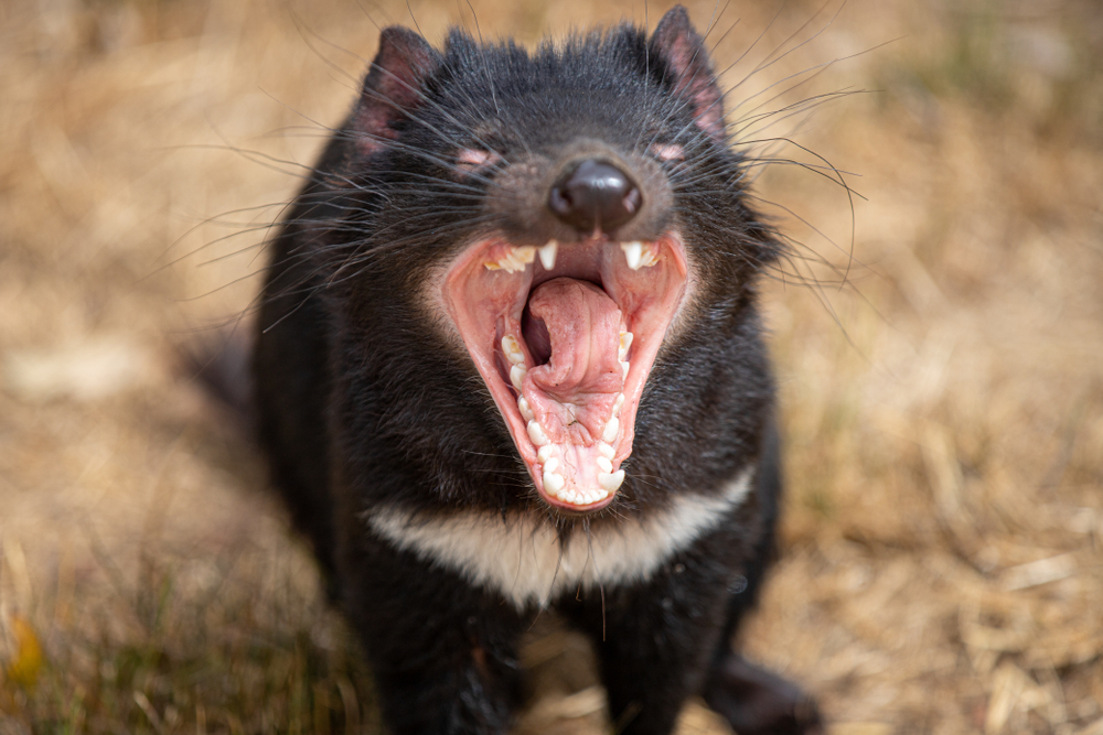 Diabeł tasmański jest w stanie zjeść nawet 2,5 kg mięsa, fot. Merry And The Moon/Shutterstock