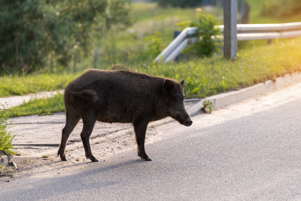 Dziki coraz częściej odwiedzają miasta, fot. vivooo/Shutterstock