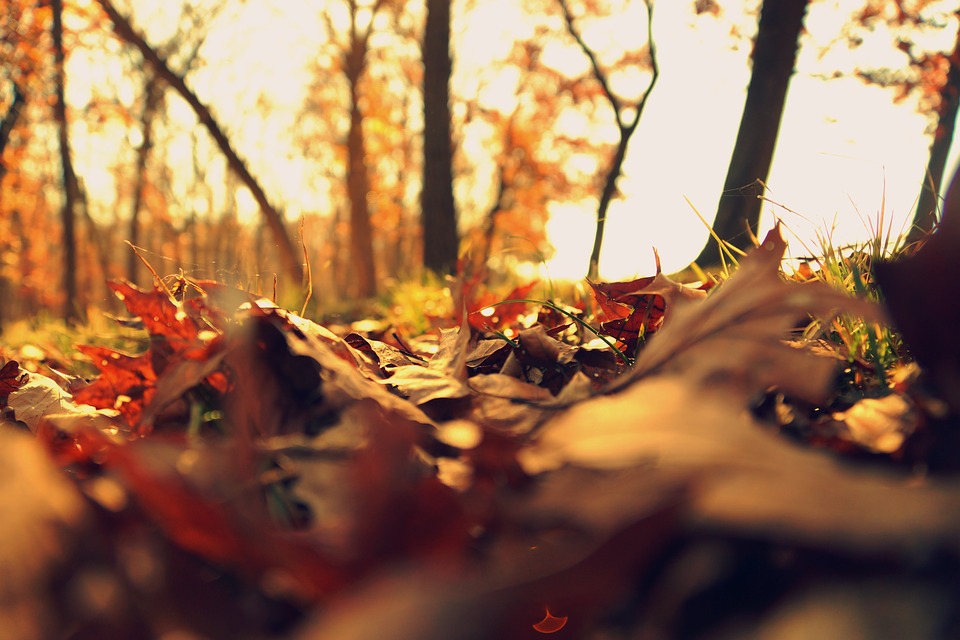 pixabay.com