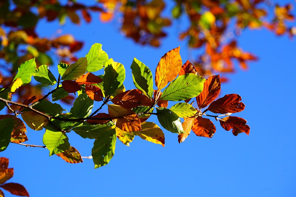 fot. pixabay.com
