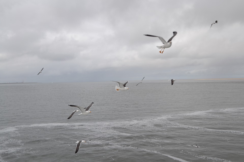 fot. pixabay.com