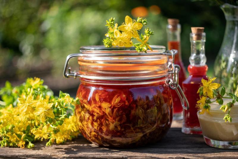 Dziurawiec zwyczajny – łagodzi objawy depresji, redukuje symptomy menopauzy, fot. Madeleine Steinbach/Shutterstock