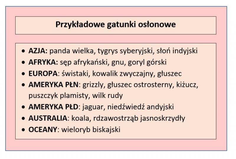 Tabela przedstawiająca gatunki osłonowe na różnych kontynentach; opracowanie własne