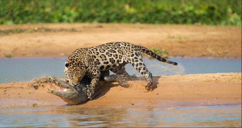 Jaguar przez WWF okrzyknięty został ambasadorem obu Ameryk, fot. Gurkan Ozturk/Shutterstock