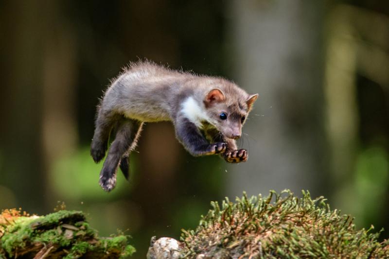 Kuna domowa jest doskonałym łowcą, fot. Vaclav Sebek/Shutterstock