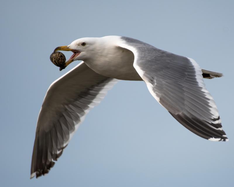 Mewy nie gardzą także mięczakami, fot. Jose J Manzano/Shutterstock