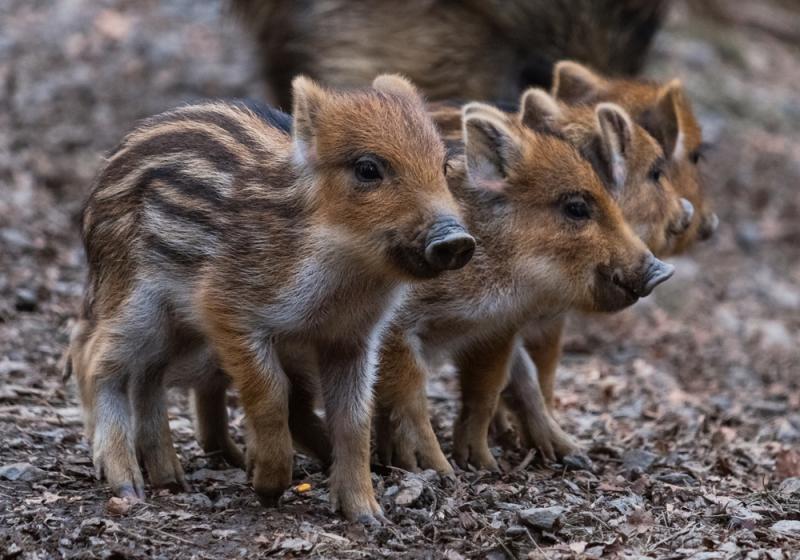 Warchlaki, fot. Simon Gatzka/Shutterstock