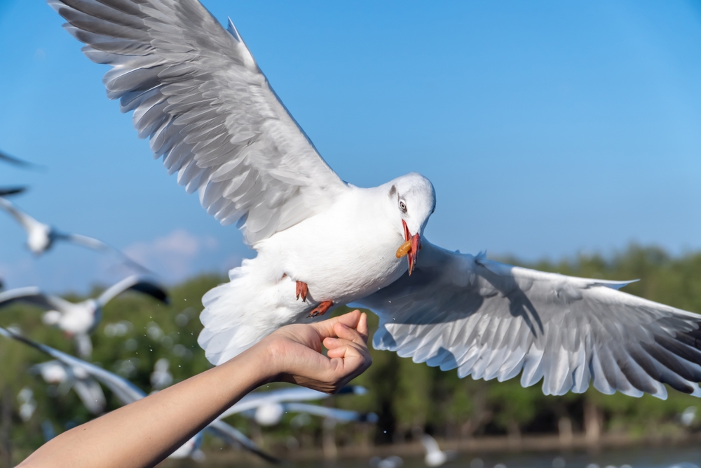 Czy mewy należy dokarmiać? Fot. mariokinhed/Shutterstock