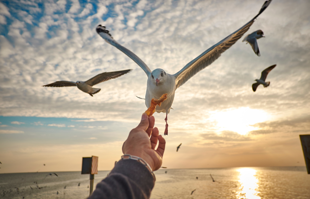 Mewy korzystają też z jedzenia, które oferują turyści, fot. GenViewFinder/Shutterstock