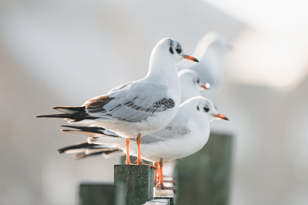 Mewy śmieszki, fot. Oren Douek/Shutterstock