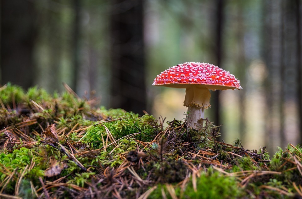 pixabay.com