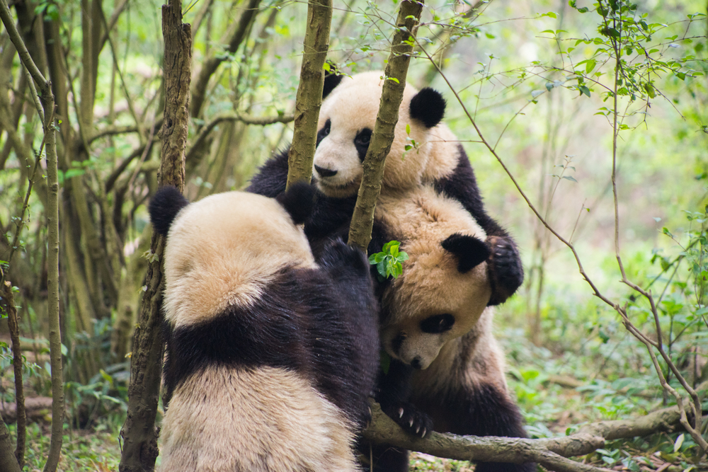 Panda wielka – najsłynniejszy gatunek osłonowy na świecie, fot. Tobias Grosskopf/Shutterstock