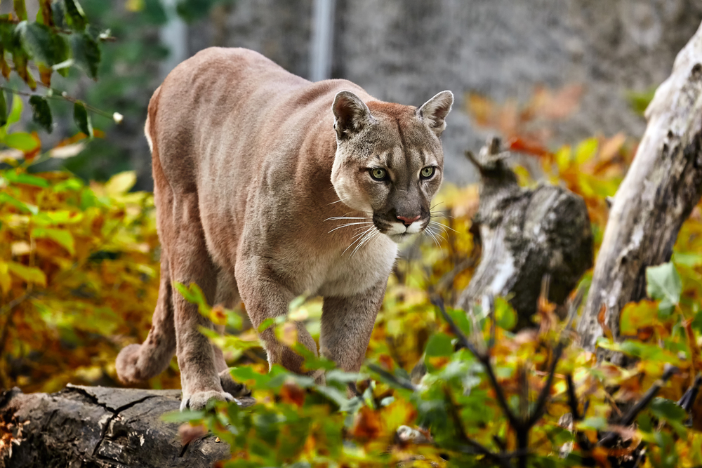 Puma płowa w leśnym środowisku, fot. Evgeniyqw/Shutterstock