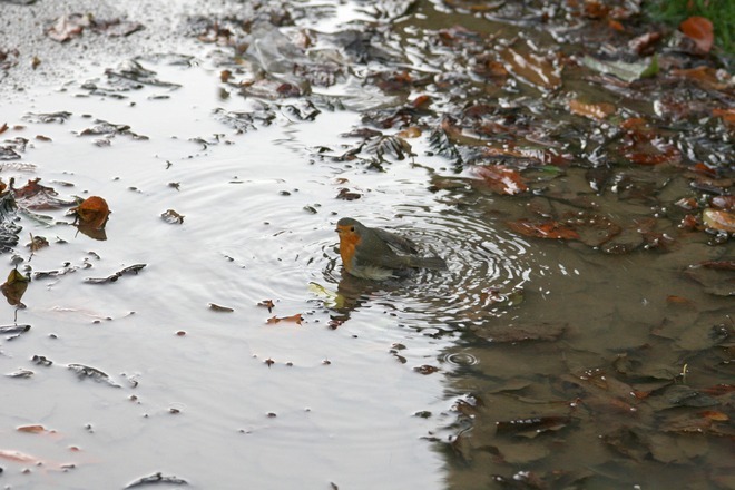 Freeimages.com./Photo by Bev Lloyd-Roberts LRPS