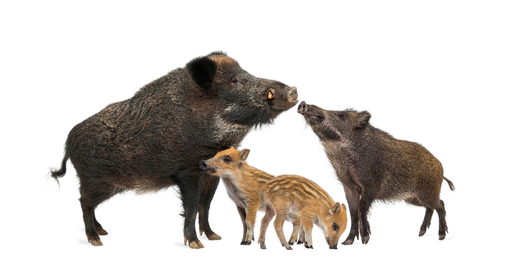 Rodzina dzików, fot. Eric Isselee/Shutterstock