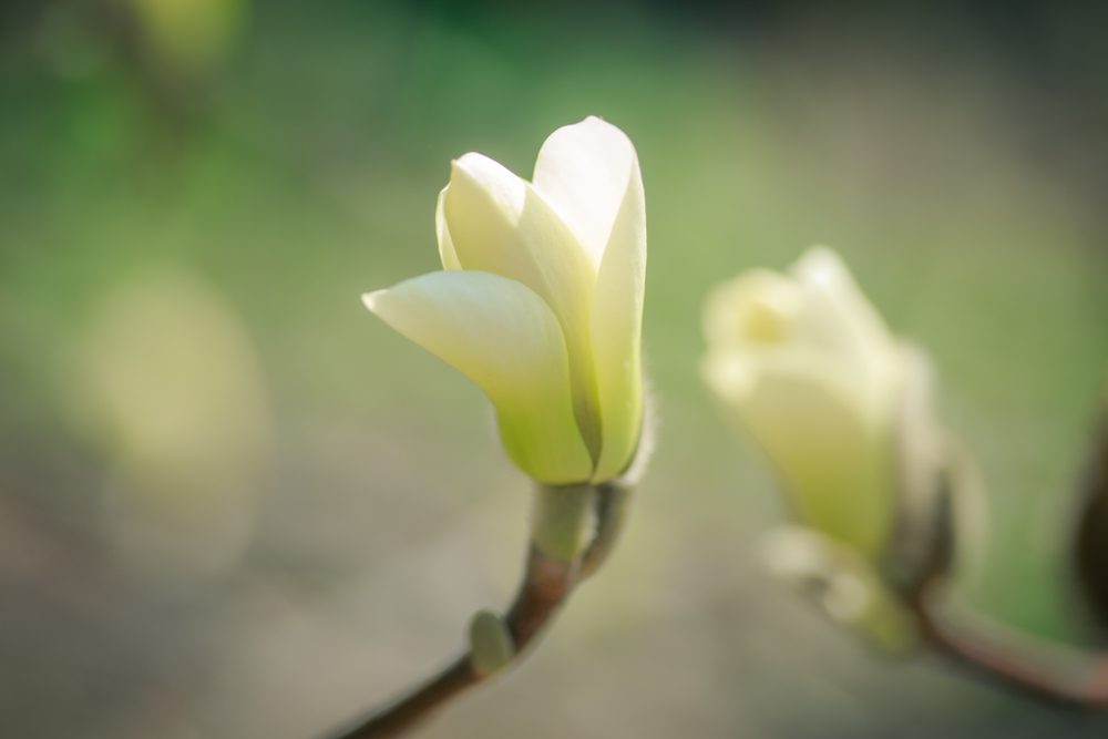 fot. shutterstock