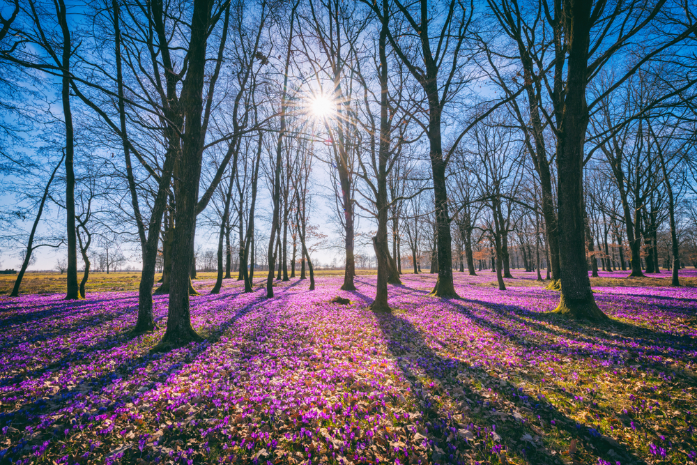 fot. shutterstock
