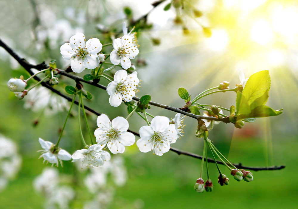 fot. shutterstock