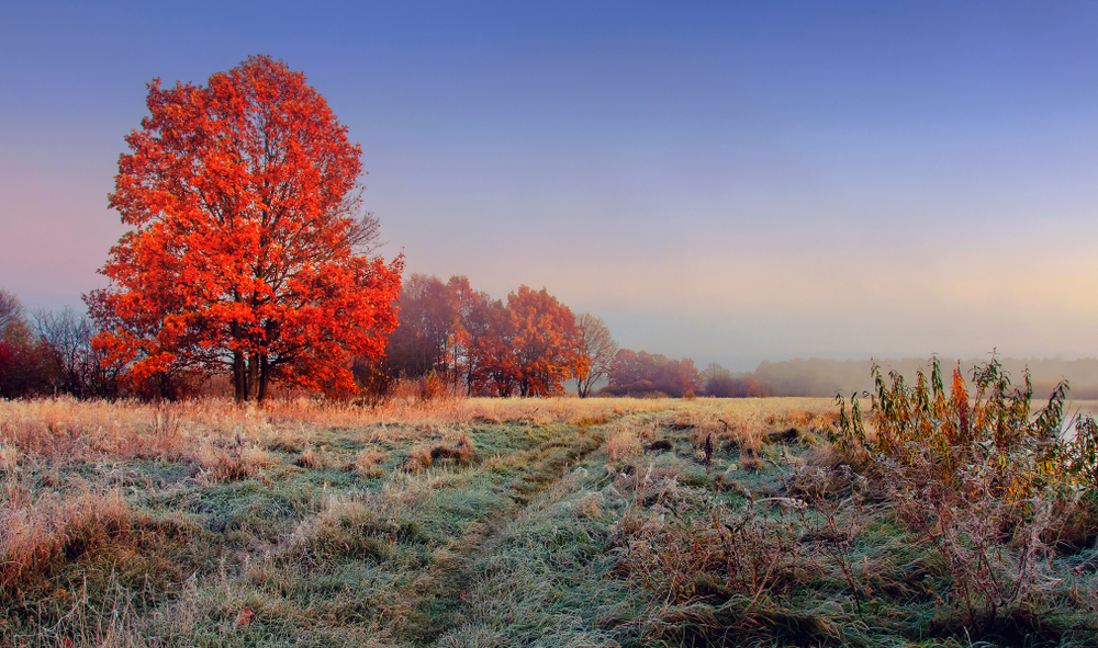 fot. shutterstock