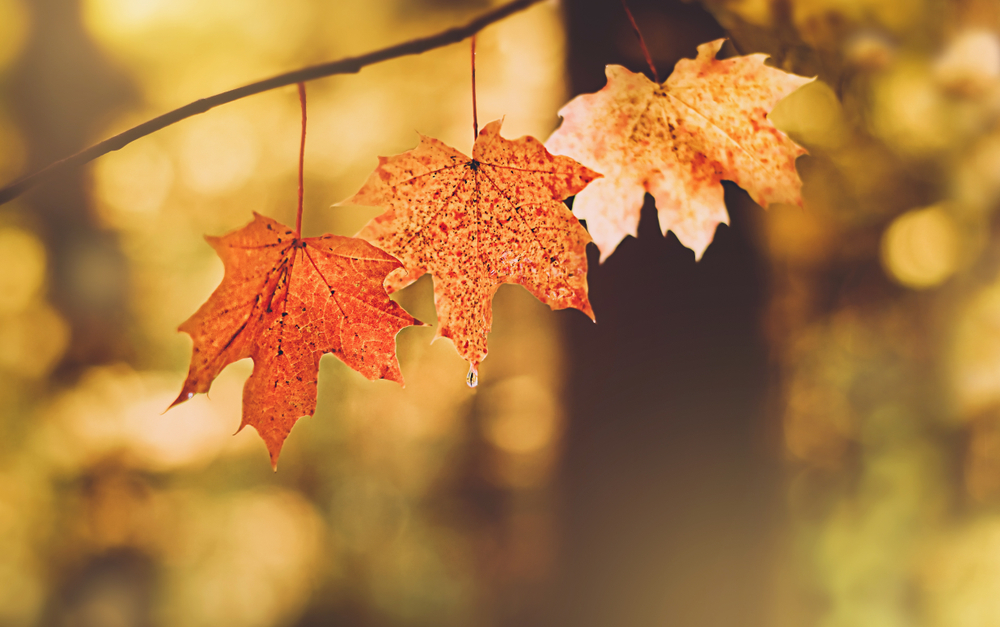 fot. shutterstock