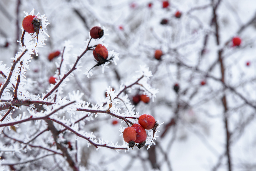 fot. shutterstock