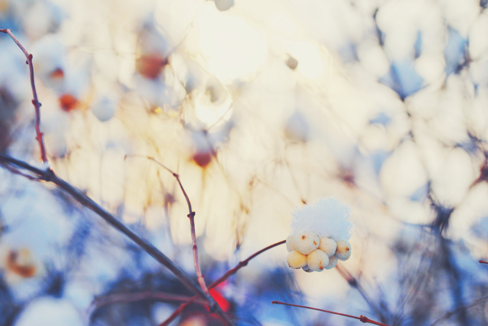 fot. shutterstock