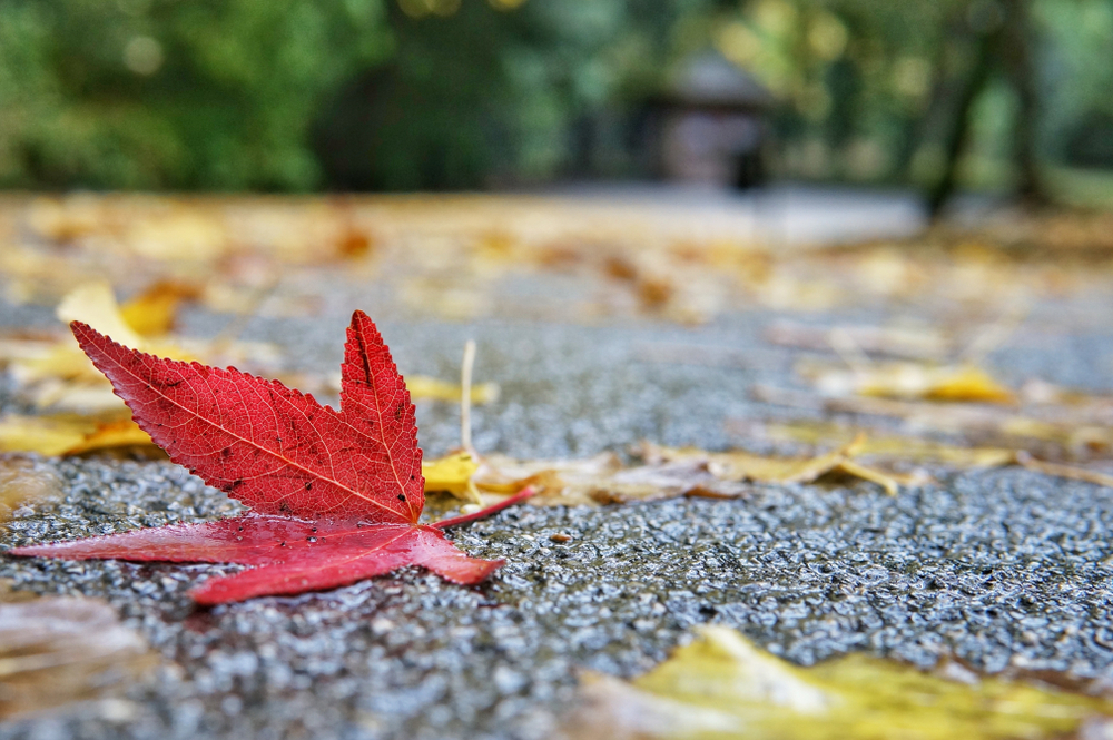 fot. shutterstock