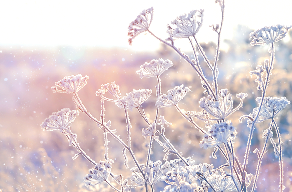 fot. shutterstock