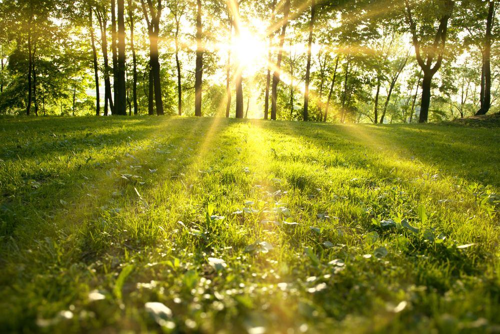 fot. shutterstock