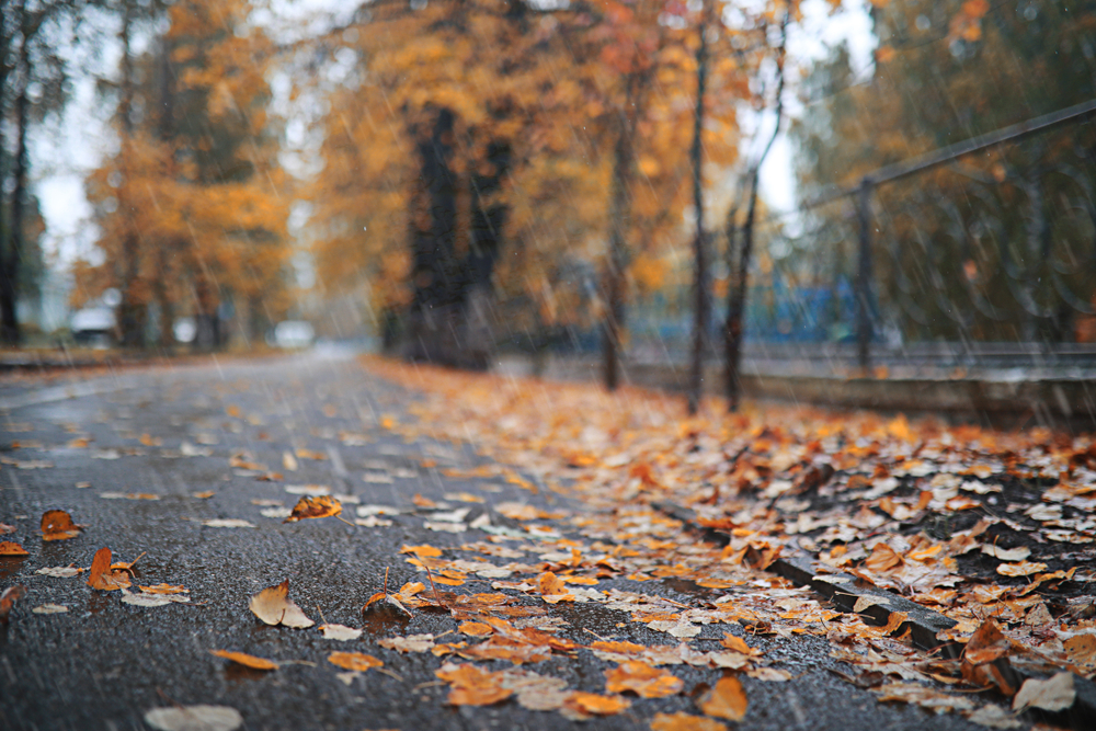 Fot. alexkich/Shutterstock